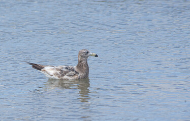 Young seagull swimming on the sea   