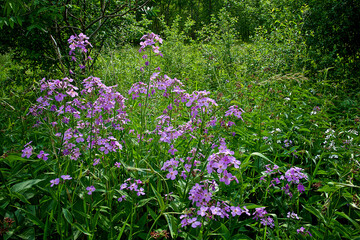 Wildflowers in an urban public park offering hiking & mountain-biking trails.