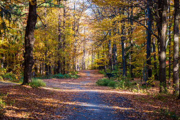 Autumn in the forest, forest path