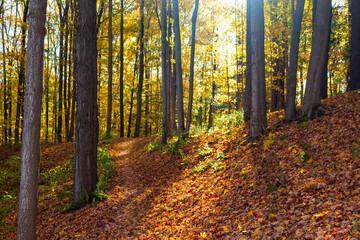 Obraz premium autumn in the forest