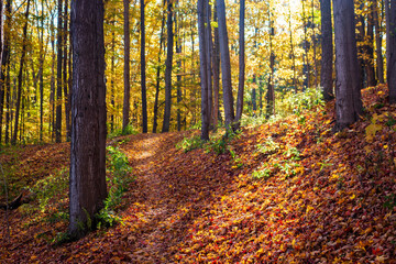 Autumn in the forest, path