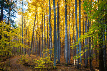 autumn forest in the morning, tree stem