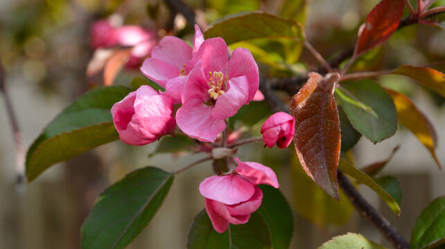 Bouton de fleur de pommier, blooming flower