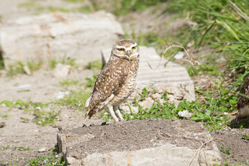 Burrowing owl perched on the soil , near her nest 