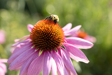 Bourdon sur rudbeckia