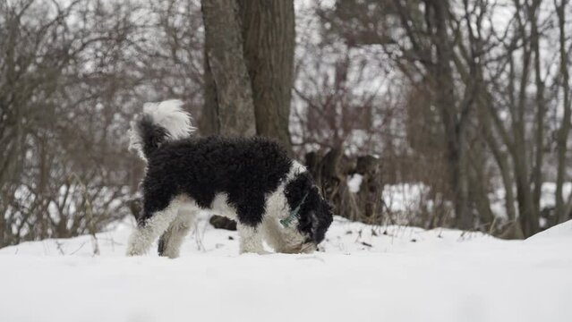Mini Berne Doodle Dog Sniffing in Snow 4K 24fps