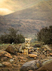 fox in the middle of stones in a plain