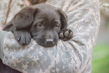 Little black labrador retriever puppy. Labrador in the hands of a man in military uniform.
