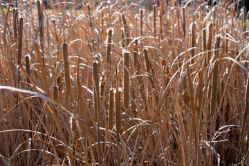 Plantas de Typha del Cattail, también llamada espadaño, gladio, anea,  totora o enea, en invierno