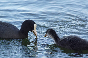 black swan swimming