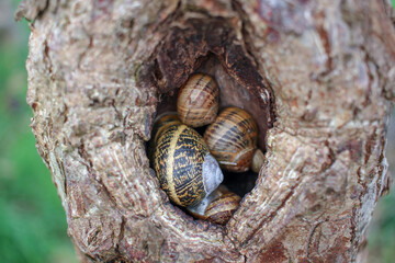 snails in a hole in a tree