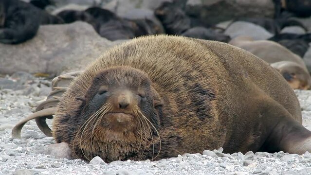 Portrait of male northern fur seal animal. Pinnipeds animals seal in wild on background of stones and rocks in wild nature.
