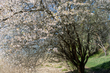 Caucasian olum tree in bloom growing inthe wild in spring