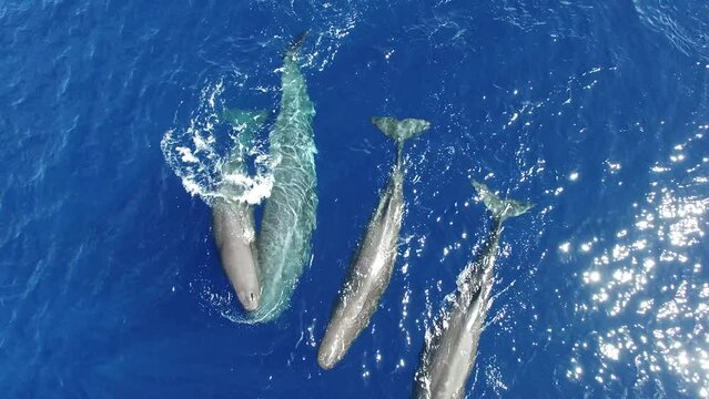 Beautiful view from above of sperm whales swimming near surface of ocean water. Top view. More videos in unique exclusive collection about sperm whales and other marine animals