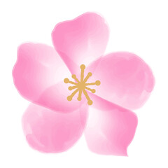 単体の水彩の桜の花　濃いピンク