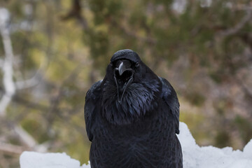  Closeup of Common Raven (Genus Corvus) looking at camera, mouth open; Grand Canyon National Park. Snow and forest visible in background. 
