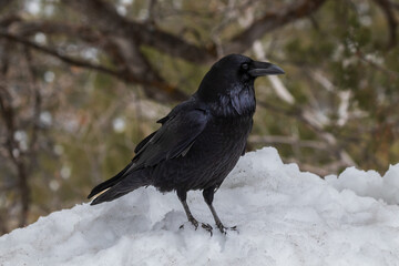 Common Raven (Genus Corvus) standing on snowbank, side view, Grand Canyon National Park. Forest in background. 
