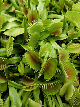 Venus fly trap, Dionaea muscipula, of family Droseraceae