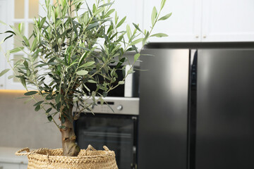 Beautiful potted olive tree in stylish kitchen, space for text