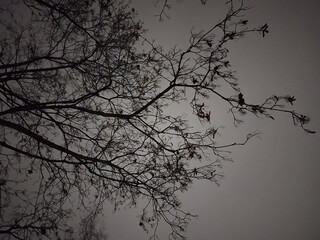 Tree branches in the night sky. Abstract pattern silhouette 