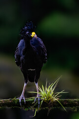Male Great Curassow foraging on green grass in Costa Rica, Portrait
