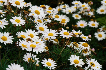 Field Of Daisy Flowers And Green Grass