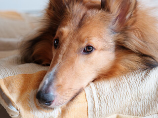 Portrait of rough collie dog lying on its bed and looking away, pet lifestyle at home.