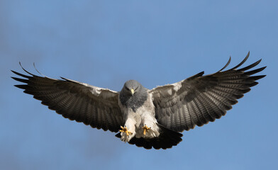 Geranoaetus melanoleucus. Conocida también como Aguila de Páramo.
