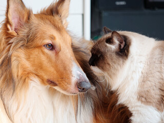 Portrait of rough collie looking away while ragdoll cat looking at its eyes very closely, harmony dog and cat at home, pet lifestyle concept, focused on dog's eye.