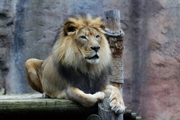 Male Lion Sitting On Wooden Platform Sacramento California Zoo