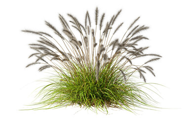 Feather grass fresh bush nature cut out backgrounds clipart 3d rendering illustration png