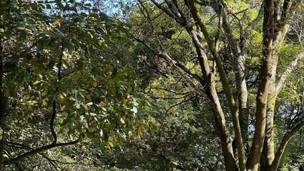 tree in the forest