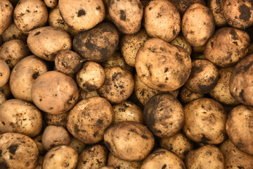 収穫されたジャガイモ