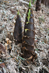 成長した竹の子