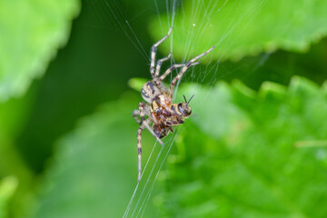 ミツバチを捕食してる蜘蛛