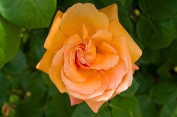 Rose blooming in the rose garden.
The name of this rose is "Looping".　