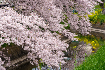 岸辺の桜
