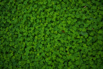 Little Green leaves background for design art work or add text message. Natural pattern plant leaf fresh for backdrop.