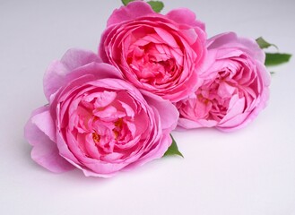 白バックにピンクのバラの花、室内のピンクの薔薇の花びら