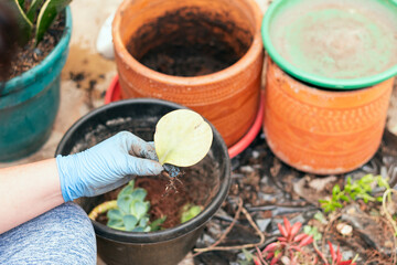 Young woman tidying up her home garden