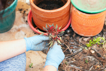 Unrecognizable young woman holding a flower while arranging her home garden