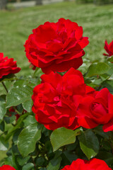 Fototapeta na wymiar Red rose is blooming in the rose garden. The name of this rose is 
