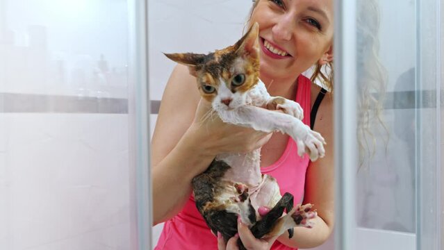 Woman washing a cat in Devon Rex pedigree in shower. High quality 4k footage