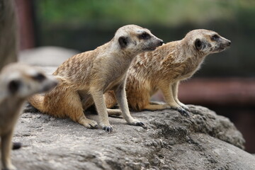 three meerkat on guard
