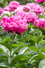 Pink peony flowers are in bloom in the peony garden.
The name of this peony is Sarah Bernhardt.
Scientific name is Paeonia lactiflora.