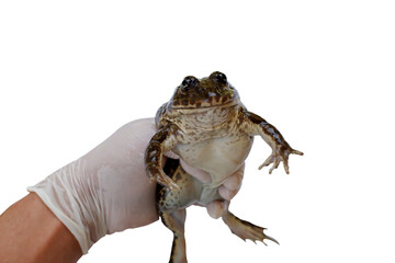 PNG format a farmer holding a mother beautiful frog to test for the breed with no background.