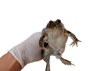 PNG format a farmer holding a mother beautiful frog to test for the breed with no background.