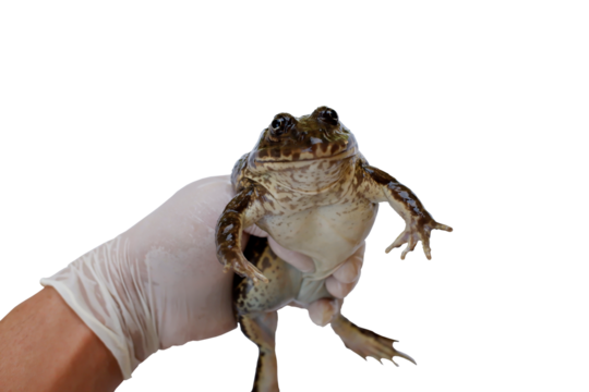 PNG format a farmer holding a mother beautiful frog to test for the breed with no background.
