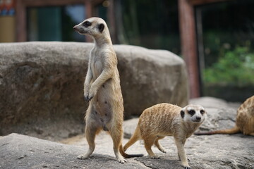 meerkat standing on guard