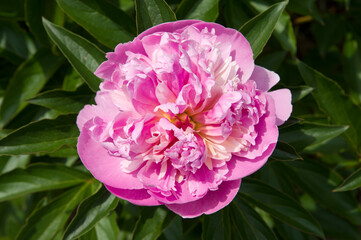 The name of this peony is Sorbet.
Scientific name is Paeonia lactiflora.